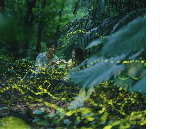 西表島ホタルツアー ヤエヤマヒメボタル観察＋林道ジャングルハイキング ～幻想的なホタルの光のショーを観賞～＜約2時間／送迎付き／0歳～＞