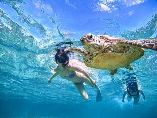 ウミガメシュノーケリング 高確率でウミガメに遭遇！初心者