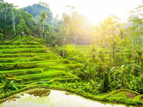 Tegallalang_Rice terrace_shutterstock_1603322614