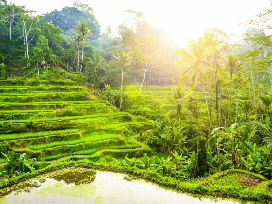 バリ島プライベートツアー　ウブド＆キンタマーニ高原・滝めぐり・スピリチュアル＆アート・ウルワツ＆ケチャックダンスなど選べる観光地プラン＜日本語ドライバー＞