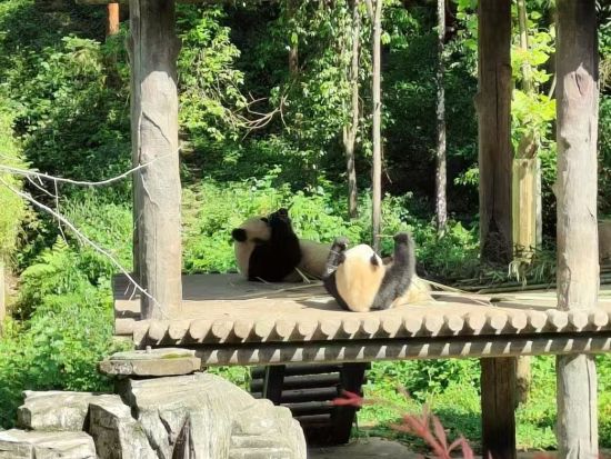 雅安碧峰峡パンダ基地ツアー　シャンシャン＆シンシン会いに行こう！＜日本語ガイド／昼食付き／成都発／プライベートツアー＞