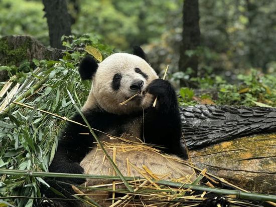 雅安碧峰峡パンダ基地ツアー　シャンシャン＆シンシン会いに行こう！＜日本語ガイド／昼食付き／成都発／プライベートツアー＞