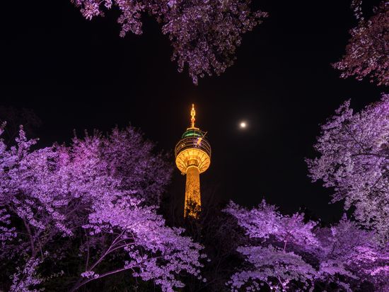 Korea_Daegu_83 Tower_Cherry blossoms_Night_shutterstock_620014151