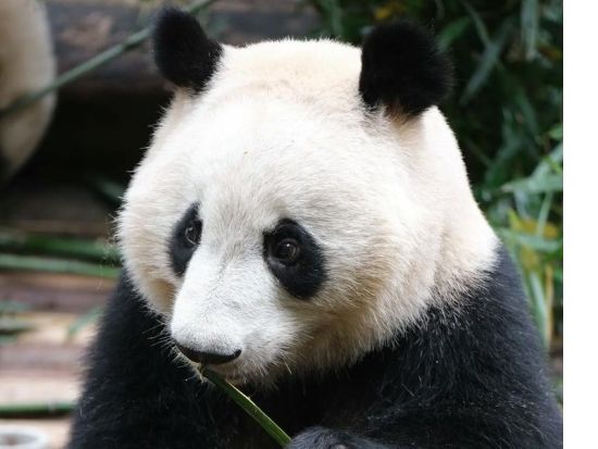 【成都満喫1日ツアー】パンダ基地＋陳麻婆豆腐＋三国志ゆかりの武候祠＋老茶館での茶道パフォーマンスと川劇変面ショー＜ホテル送迎／専用車／日本語ガイド／昼食付＞