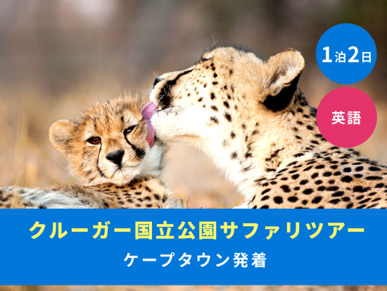 1泊2日 南アフリカサファリツアー クルーガー国立公園観光 往復フライト付＜ケープタウン発着／英語＞