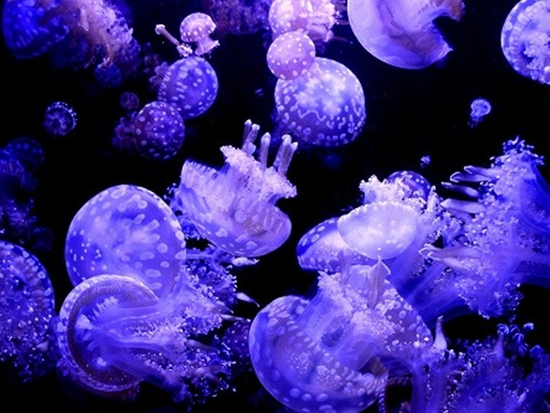 ダウンロード (1)