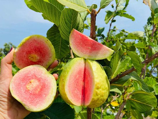 shutterstock_2393515421