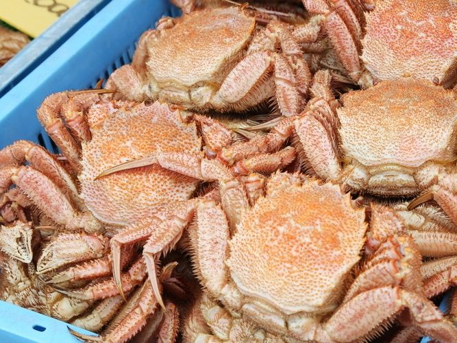食いしん坊集まれ！おしゃまんべ毛がにまつりとホタテ食べ放題！小樽