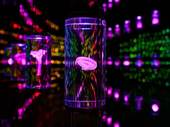 未来博物館 (Museum of The Future)　入場チケット事前予約　特典付きパイオニア・パスあり　＊即予約確定