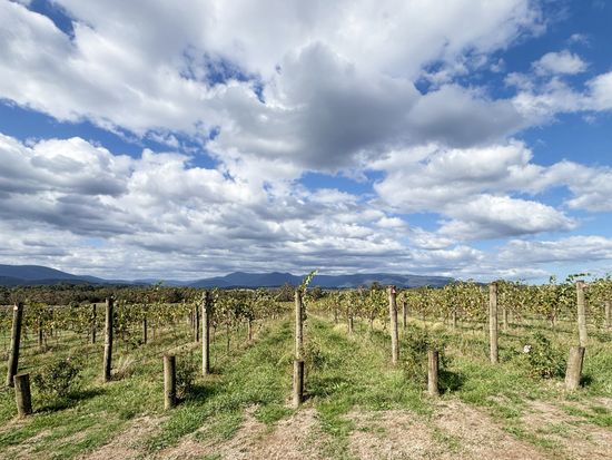 YarraValley-DomaineChandon2