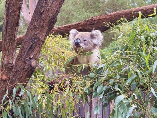 Healesville-Koala