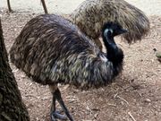 Healesville-Emu