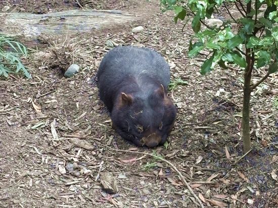 Healesville-Wombat