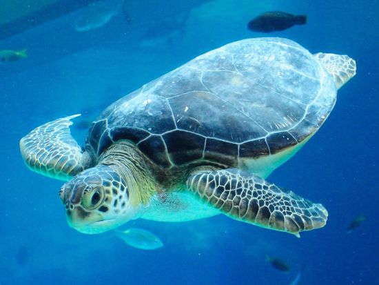 Aquarium_Sea_Turtle_Swimming_shutterstock_99399902