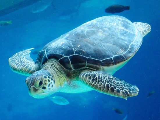 シーワールド・アブダビ (SeaWorld Abu Dhabi)　入場チケット事前予約　＊即予約確定