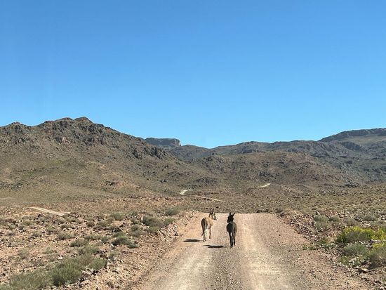 ザゴラ砂漠ツアー荒野のロバ
