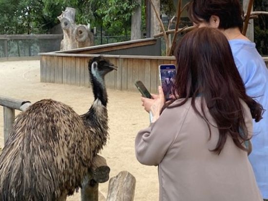 世界遺産ブルーマウンテンズ観光ツアー　キングステーブルランド＋ルーラ＋シドニー動物園などへご案内！by ジャックさんの楽しい日本語ツアー