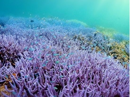 シュノーケリング ドキドキスポット満載！洞窟探検や珊瑚礁で石垣島の海を満喫 写真プレゼント付き＜6歳～参加OK／市街地送迎あり／石垣島＞