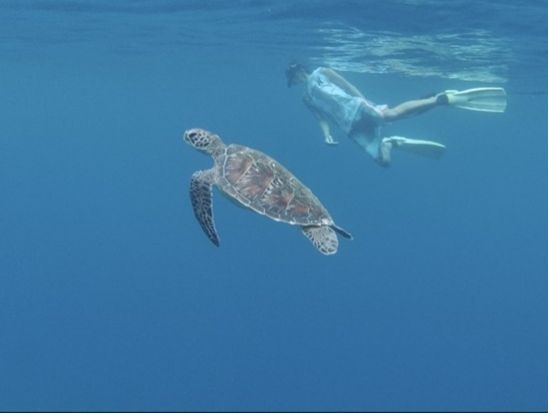 シュノーケリング ドキドキスポット満載！洞窟探検や珊瑚礁で石垣島の海を満喫 写真プレゼント付き＜6歳～参加OK／市街地送迎あり／石垣島＞