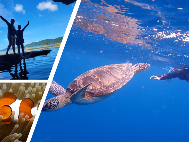 【原画】ウミガメの旅立ち 原画】ウミガメの旅立ち 原画】ウミガメの旅立ち ウミガメ 海亀 海