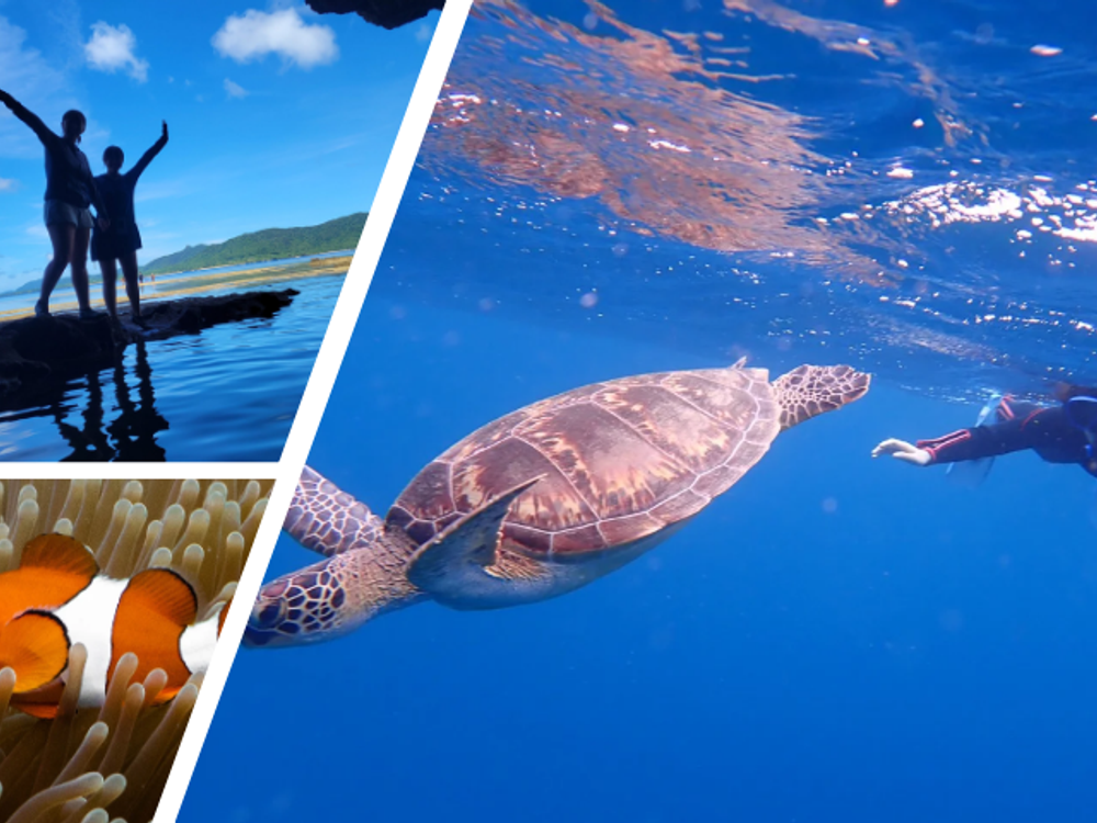 【原画】ウミガメの旅立ち ウミガメおえかきコンテスト2024 | ウミガメおえかきコンテスト2024