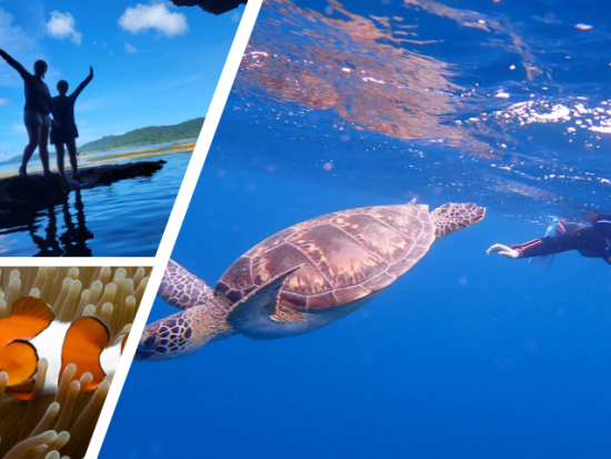 ウミガメ遭遇率80％超！話題の“あの有名人”も感動。青の洞窟シュノーケリングと神秘の秘境で感動体験ツアー！＜送迎無料／初心者歓迎／室内温水シャワー＞