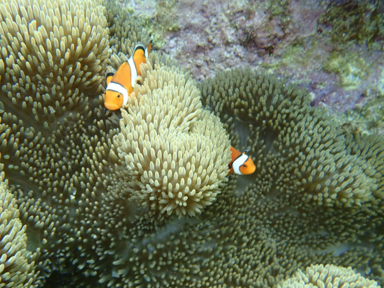 ウミガメ遭遇率80％超！話題の“あの有名人”も感動。青の洞窟シュノーケリングと神秘の秘境で感動体験ツアー！＜送迎無料／初心者歓迎／室内温水シャワー＞