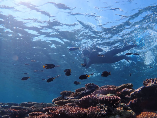 ウミガメ遭遇率80％超！話題の“あの有名人”も感動。青の洞窟シュノーケリングと神秘の秘境で感動体験ツアー！＜送迎無料／初心者歓迎／室内温水シャワー＞