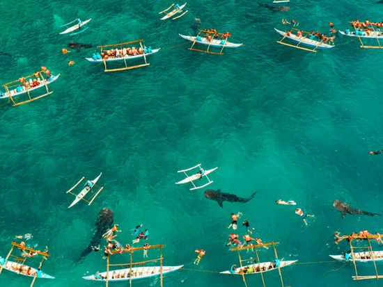 ジンベイザメ1