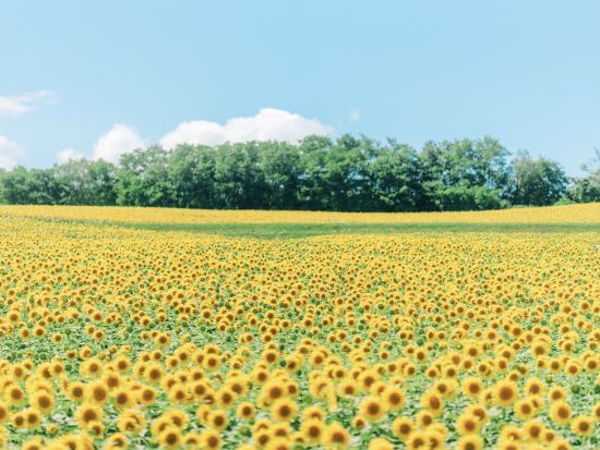 【英語・中国語対応可能】時間内乗り放題貸切観光タクシー！新千歳空港からの送迎OKで初日や最終日にも！＜最大9名／2～10時間／新千歳空港・札幌市内発着＞