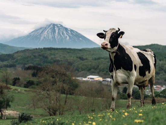 【英語・中国語対応可能】時間内乗り放題貸切観光タクシー！新千歳空港からの送迎OKで初日や最終日にも！＜最大9名／2～10時間／新千歳空港・札幌市内発着＞