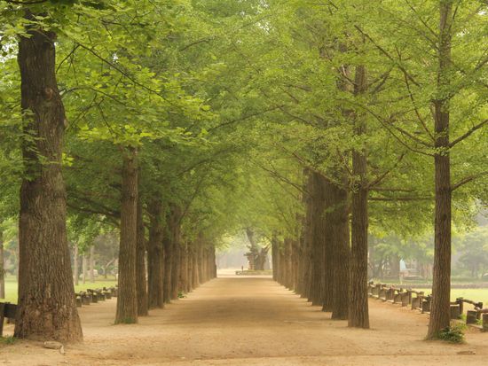 Korea_Nami Island_Green trees_shutterstock_1409144378