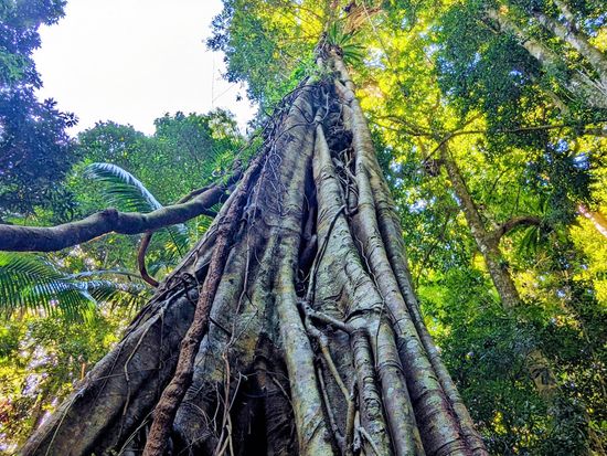 絞め殺しのイチジクの木