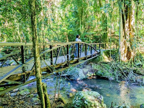 世界遺産スプリングブルック国立公園＆ナチュラルブリッジ半日ツアー　展望台からの絶景やトレッキングなどを満喫！＜日本語ドライバーガイド／ゴールドコースト発＞