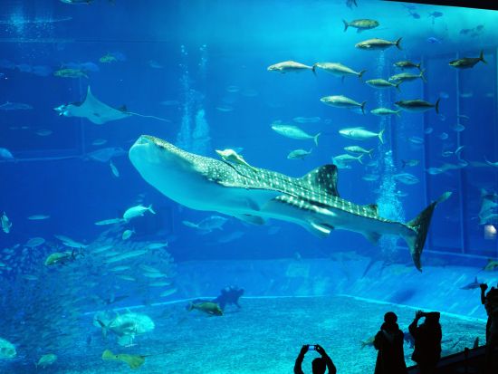 貸切観光タクシー 沖縄の名所巡りもおまかせ！時間制プラン 高級タクシー新型アルファードで快適移動＜2～10時間／1～5名／沖縄本島＞