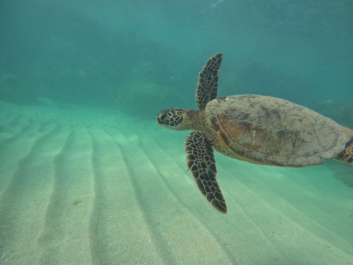 PR】初心者から本格派まで！ウミガメと泳ぐ感動ツアー | ハワイ 旅行の