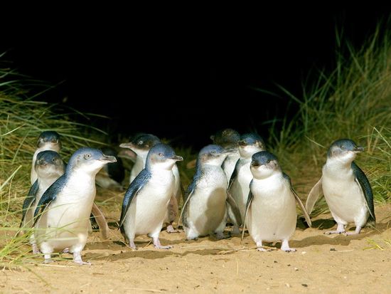 Penguin parade