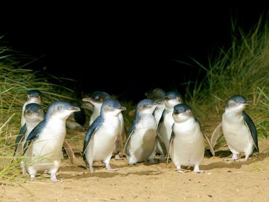 フィリップ島ペンギンパレード&ノビーズ展望台 半日観光ツアー＜午後発／英語ガイド／日本語オーディオガイド＞