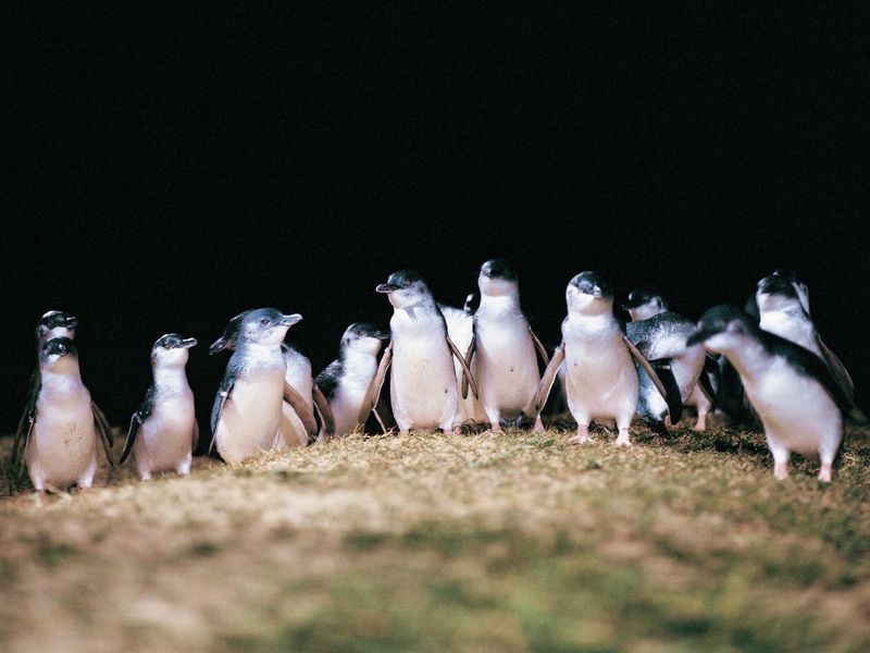 Penguin Parade evening_Low Res