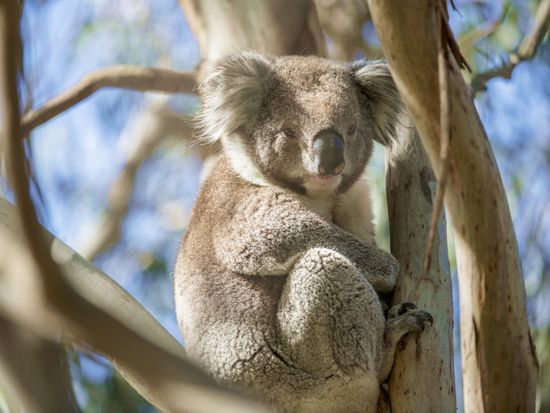 Koala on French Island_Low res