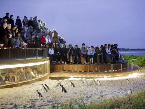 Penguins Plus_Low Res