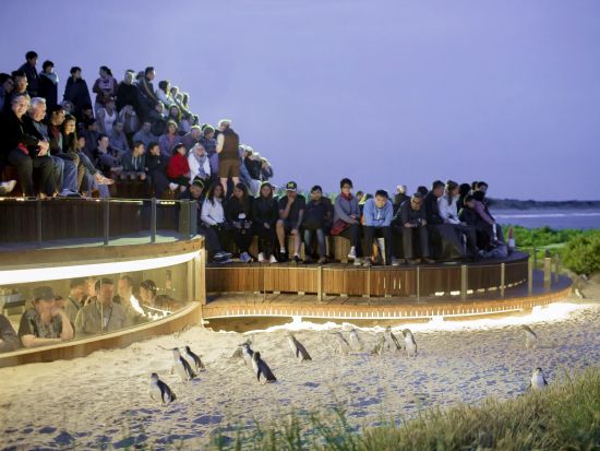 フィリップ島ペンギンパレード&ノビーズ展望台 半日観光ツアー＜午後発／英語ガイド／日本語オーディオガイド＞
