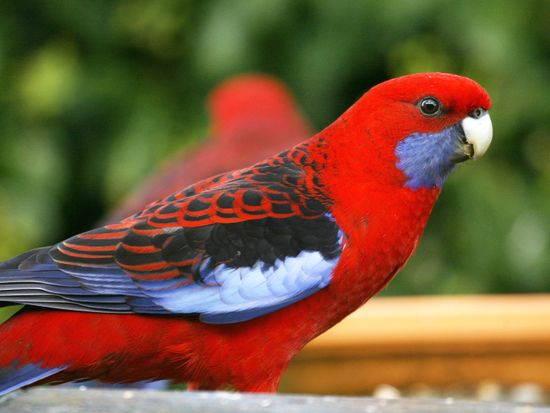 Rosella