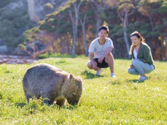 ウィルソンズ岬1日ツアー　ノーマン展望台＋タイダルリバー＋絶景ハイキング＋スクィーキー・ビーチ＋野生動物観察＜英語ガイド／日本語オーディオガイド＞
