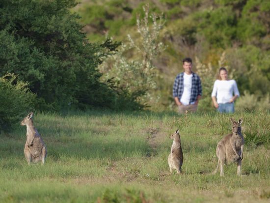 Kangaroos