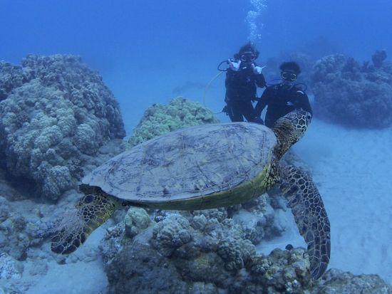 ハナウマ湾体験ダイビング　1日4名限定！ビーチからのエントリーで初心者にもおすすめ！GoProレンタル付きプランあり＜ビーチ／１ダイブ＞by アロハナダイバーズ