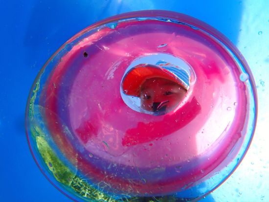 パナリ島シュノーケリングツアー 大自然とサンゴ礁が広がる海を満喫！西表島マングローブカヌー付きの1日プランも！＜送迎あり／半日 or  1日＞