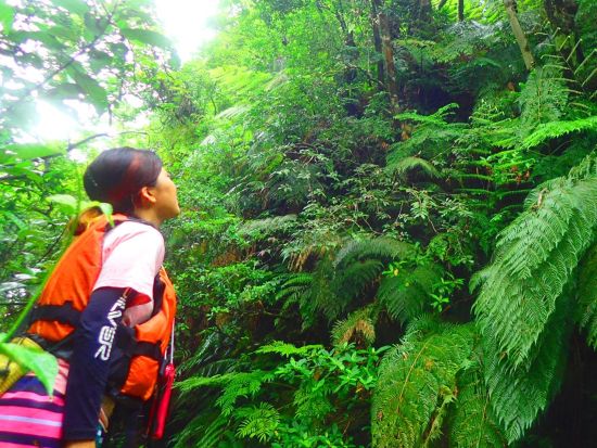 西表島マイラ川半日ツアー マングローブカヌー＆滝遊びで癒しの時間♪半日で大自然を満喫しよう◎＜送迎あり／半日 ＞