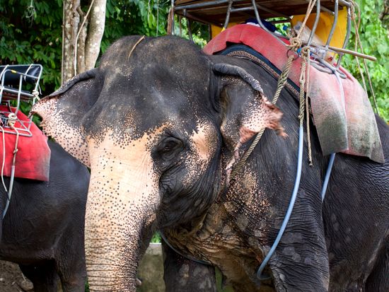 shutterstock_275520677