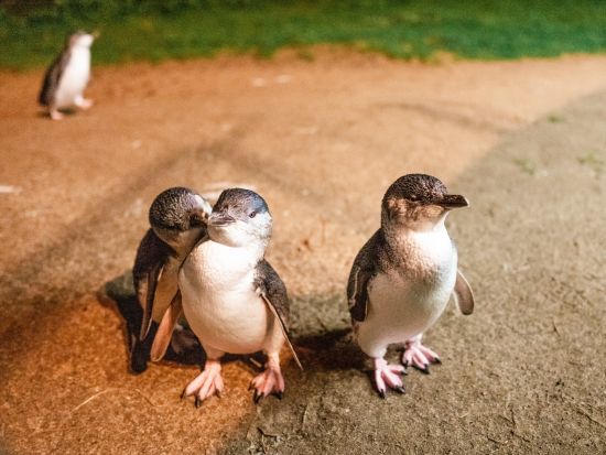 蒸気機関車パッフィンビリー＆フィリップ島ペンギンパレード1日ツアー　ノビーズ展望台からの絶景も満喫！＜英語ガイド／日本語オーディオガイド＞